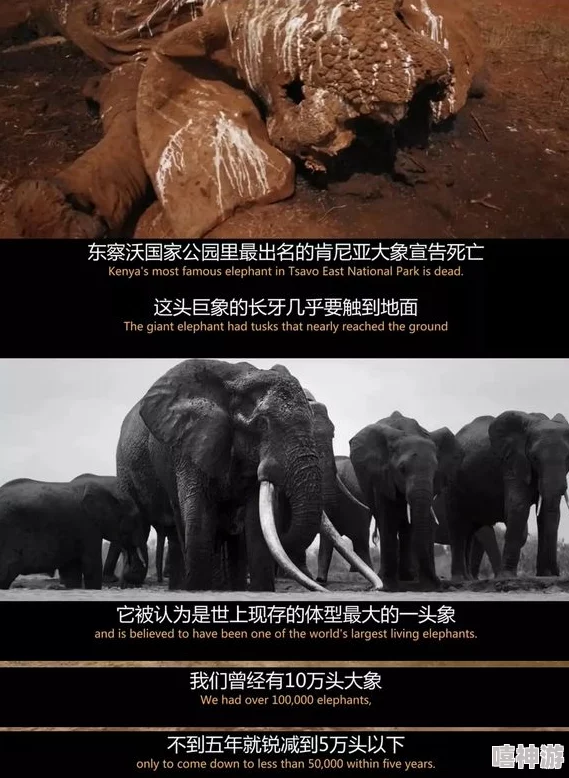 残忍另类BBWBBWBBW:揭示不为人知的背后故事与社会现象,挑战传统观念,引发热议与思考 残忍另类BBWBBWBBW:揭示不为人知的背后故事与社会现象,挑战传统观念,引发热议与思考