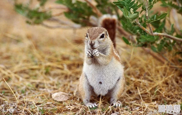 老太的毛茸茸:一位老人的温暖故事,讲述了她与宠物之间深厚的情感和生活中的点滴乐趣 老太的毛茸茸:一位老人的温暖故事,讲述了她与宠物之间深厚的情感和生活中的点滴乐趣