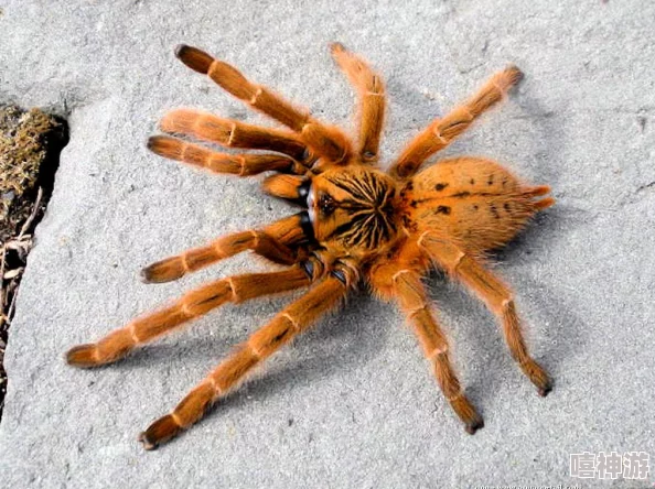 老太的毛茸茸:一位老人的温暖故事,讲述了她与宠物之间深厚的情感和生活中的点滴乐趣 老太的毛茸茸:一位老人的温暖故事,讲述了她与宠物之间深厚的情感和生活中的点滴乐趣