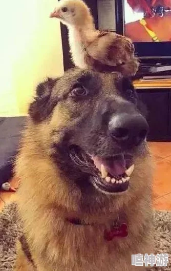 老太的毛茸茸:一位老人的温暖故事,讲述了她与宠物之间深厚的情感和生活中的点滴乐趣 老太的毛茸茸:一位老人的温暖故事,讲述了她与宠物之间深厚的情感和生活中的点滴乐趣