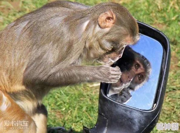 两人猴子全家不盖被子图片引发热议，网友纷纷讨论动物家庭生活的趣味与温馨