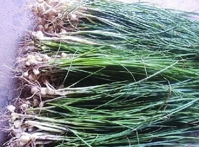 在床上拔萝卜：一位农民的奇特种植方式引发网友热议，背后故事令人感动