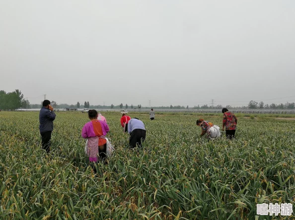 在床上拔萝卜：一位农民的奇特种植方式引发网友热议，背后故事令人感动