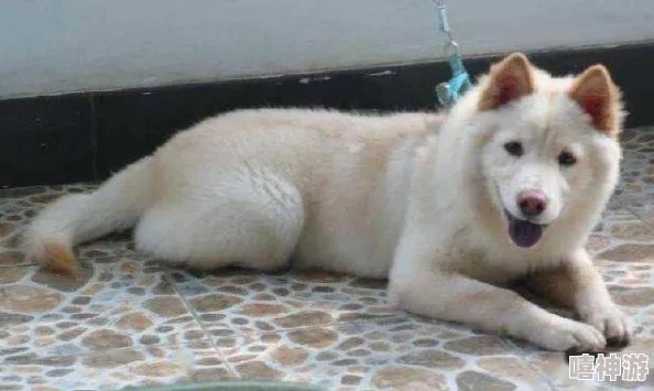 圣采儿跪地叫主人，展现出对主人的无尽忠诚与依赖，引发网友热议和讨论，感动了众多观众的心