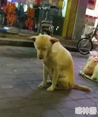 圣采儿跪地叫主人，展现出对主人的无尽忠诚与依赖，引发网友热议和讨论，感动了众多观众的心