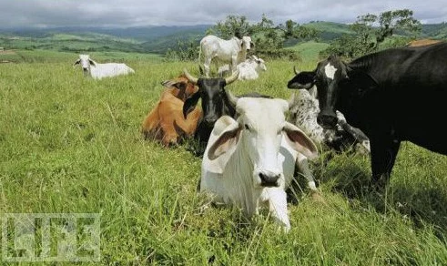 Zoom美国另牧场：一次令人兴奋的虚拟之旅，探索牧场生活的乐趣与美丽