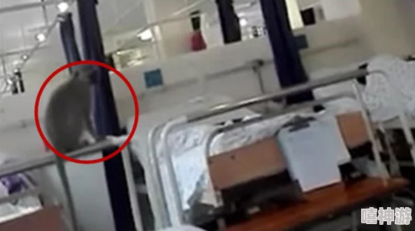 男女生猴子不盖被子，校园生活中的趣事与温馨瞬间引发热议，网友纷纷分享自己的经历和看法