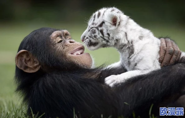 高清嘼皇bestiality:揭示动物与人类之间禁忌关系的深层次影响与社会反响 高清嘼皇bestiality:揭示动物与人类之间禁忌关系的深层次影响与社会反响