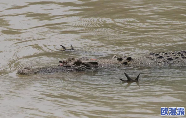 探寻潜行鳟鱼的最佳捕捉地点与技巧指南