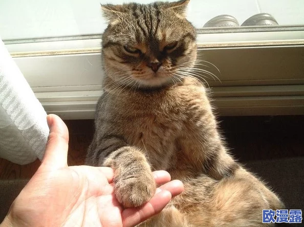 糖心短视频vlog柠檬猫:这是一档以可爱柠檬猫为主角的短视频系列,记录了它日常生活中的趣事与萌态 糖心短视频vlog柠檬猫:这是一档以可爱柠檬猫为主角的短视频系列,记录了它日常生活中的趣事与萌态