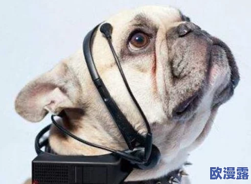 美国Zoom与动物Zoom：在远程沟通中如何实现人与动物的互动新模式及其对社会的影响分析