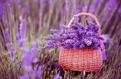 薰衣草研究所实验室入口处2024:意外发现可逆转老化过程的关键成分,科学界震惊! 薰衣草研究所实验室入口处2024:意外发现可逆转老化过程的关键成分,科学界震惊!