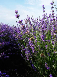 薰衣草研究所实验室入口处2024:意外发现可逆转老化过程的关键成分,科学界震惊! 薰衣草研究所实验室入口处2024:意外发现可逆转老化过程的关键成分,科学界震惊!