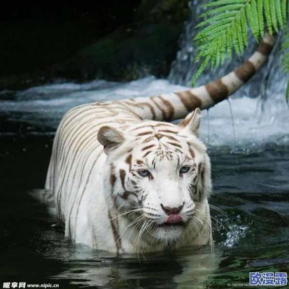 美穴白虎再掀波澜,惊现绝艳新星引发热议,网友热议其背后隐藏的故事与争议! 美穴白虎再掀波澜,惊现绝艳新星引发热议,网友热议其背后隐藏的故事与争议!