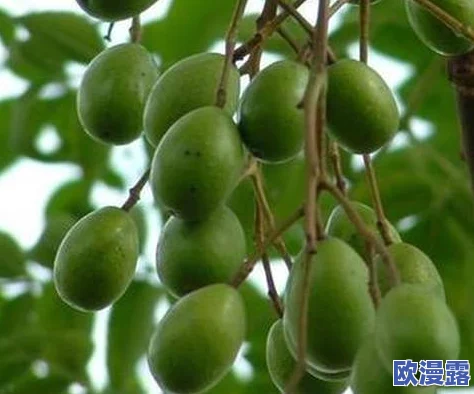 榨精神病楝8:探讨这一植物在传统医学中的应用及其对心理健康的潜在影响与研究进展 榨精神病楝8:探讨这一植物在传统医学中的应用及其对心理健康的潜在影响与研究进展