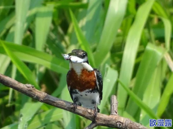 野花社区＂惊现罕见生物，科学家紧急赶往现场进行深入研究，社区居民纷纷围观，局势引发热议！