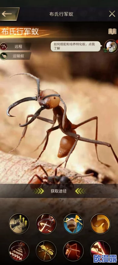 《小小蚁国》前期橙色特化蚁高效培养全攻略：揭秘打造无敌强大蚁群的秘诀