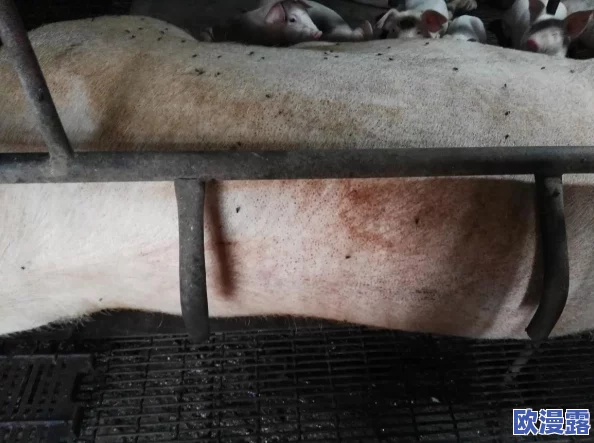 真人实拍女处破出血，真实记录女性生理现象及其对身体和心理的影响，引发社会对性教育的关注与讨论