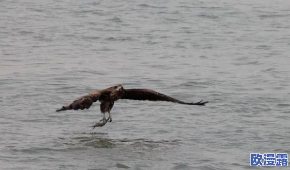 《我的世界》游戏中高效投放与管理食物资源的实用方法