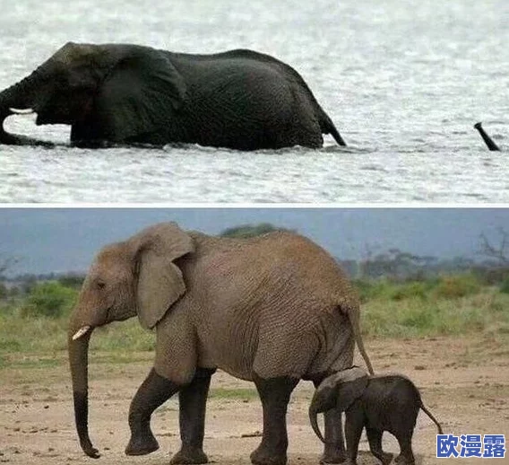 天美果冻星空大象引发全球热潮！超乎想象的创意设计和环保理念震撼发布，掀起消费新风潮！