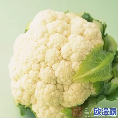 河北菜花封神代码：解析这道独特美食背后的文化与制作工艺，带你领略河北地方风味的魅力