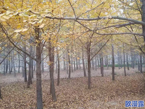 《我的世界》高效种植树木秘籍：快速种树技巧与策略分享