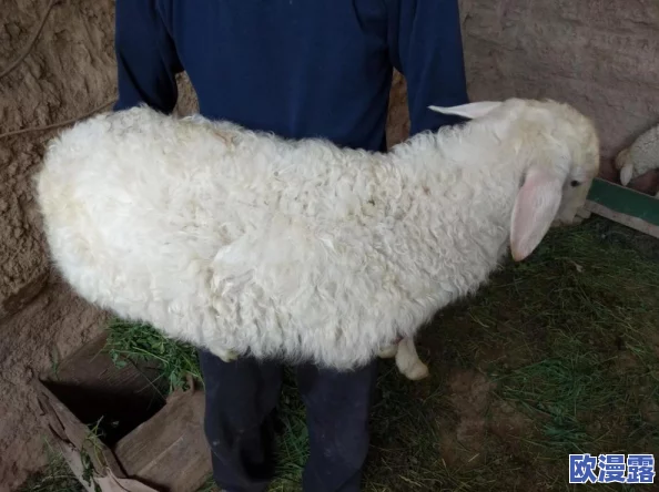 aaaaa级毛皮最建议买吗？从品质、价格和使用场景来看，是否值得投资一件高档毛皮呢？