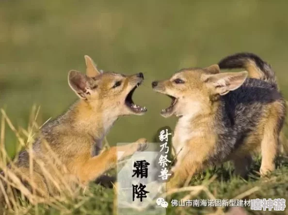 ZOOMSERVO兽狗牧场：深入理解其运作模式与对动物福利的影响分析