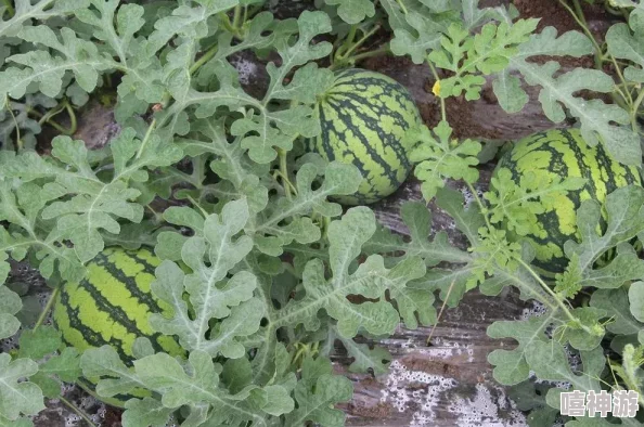 五一吃瓜免费版iOS：畅享假期美食，尽情体验无广告的清新界面与丰富功能，让你的五一更加精彩！