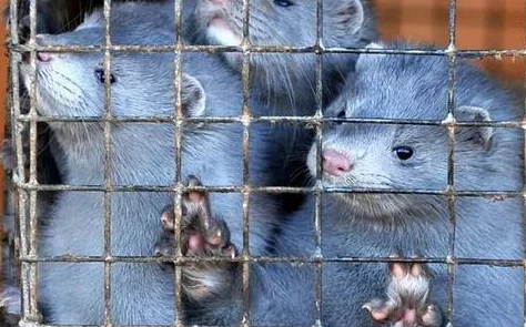 《我的世界》游戏:解锁装饰性建筑养殖场制作秘籍,打造既华丽又独特的梦幻动物乐园 《我的世界》游戏:解锁装饰性建筑养殖场制作秘籍,打造既华丽又独特的梦幻动物乐园