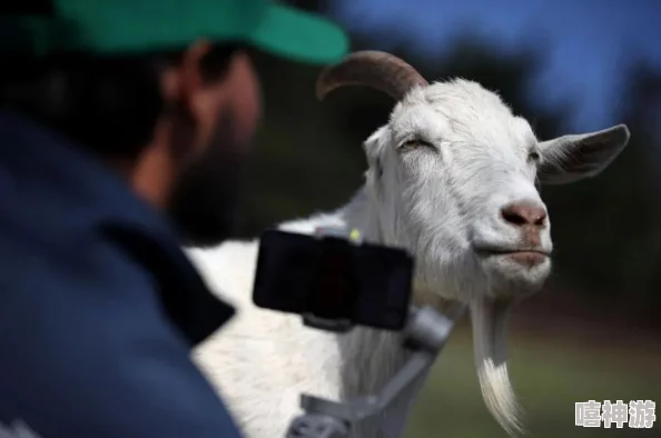美国Zoom动物猪:网友曝光视频中的神秘身份,引发热议和质疑 美国Zoom动物猪:网友曝光视频中的神秘身份,引发热议和质疑