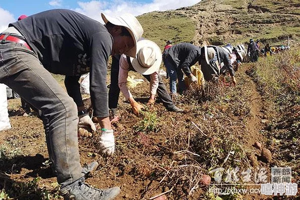 青稞直播：网友热议其对农产品销售的影响与未来发展潜力，期待更多创新模式助力乡村振兴
