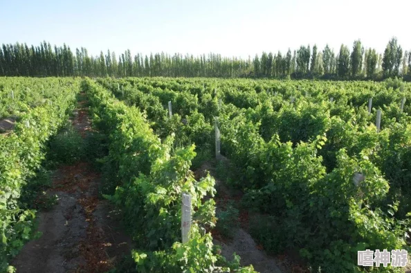 精产国品一二三产区区大学:解析区域经济发展对高等教育的影响与机遇及其在产业升级中的作用 精产国品一二三产区区大学:解析区域经济发展对高等教育的影响与机遇及其在产业升级中的作用