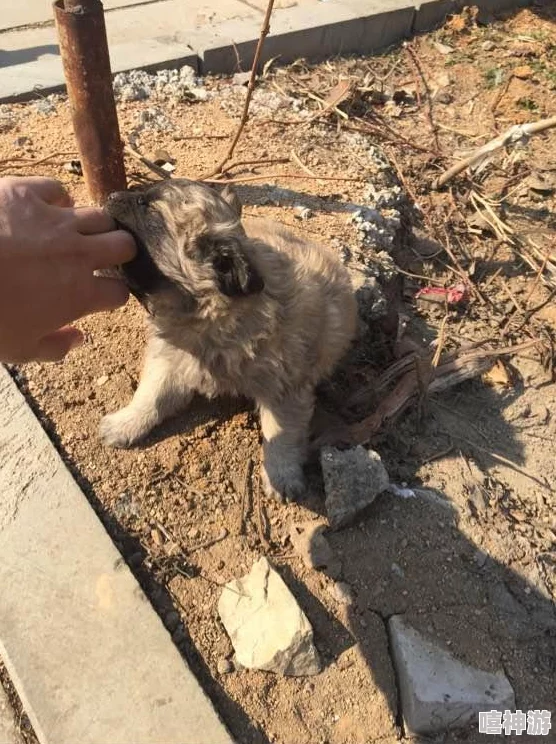 我的小狗(人外):从毛茸茸的宠物到人类最好的朋友,探索它们与人类情感的深厚联结与奇妙历程 我的小狗(人外):从毛茸茸的宠物到人类最好的朋友,探索它们与人类情感的深厚联结与奇妙历程