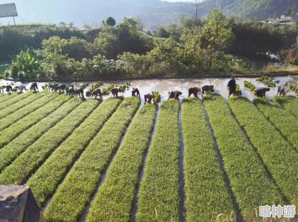 夫妻插秧38种方法图片大全:全面解析插秧技巧,提升水稻种植效率与质量的详细指南 夫妻插秧38种方法图片大全:全面解析插秧技巧,提升水稻种植效率与质量的详细指南