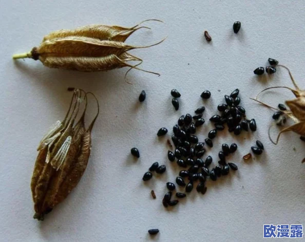 需要爸爸播种高清：父亲与孩子共同参与的温馨时刻，传递爱的种子与成长的希望