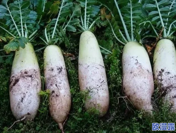 拔罗卜降黄9.1:新进展揭示了气候变化对农作物生长的深远影响与应对策略 拔罗卜降黄9.1:新进展揭示了气候变化对农作物生长的深远影响与应对策略