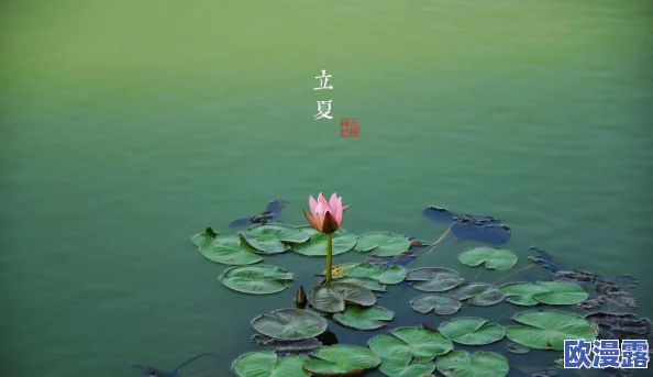 老人船上弄雨荷好吗?探讨雨荷对老年人心理健康的积极影响及舟上的休闲方式选择 老人船上弄雨荷好吗?探讨雨荷对老年人心理健康的积极影响及舟上的休闲方式选择