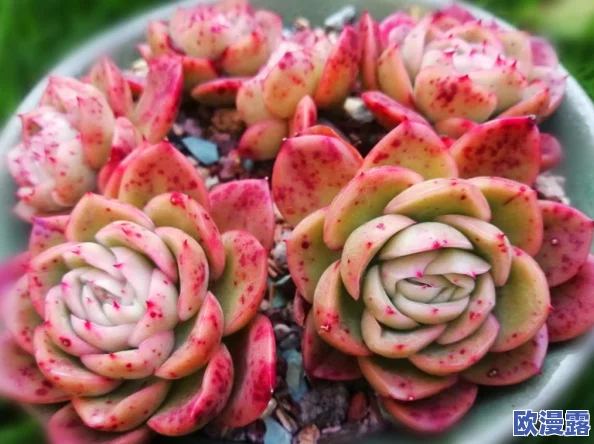 白丝喷水引发热议：网友纷纷表达看法，认为这一现象既是潮流文化的体现，也反映了社会对美的多元理解