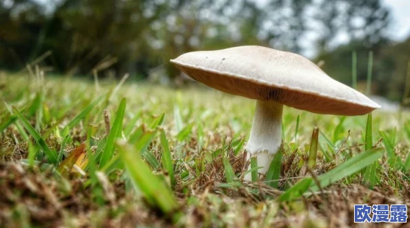 紫黑色蘑菇头顶开花缝，科学家发现其独特生长机制与环境适应性之间的关系