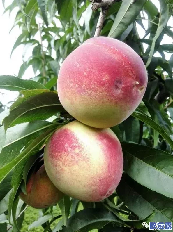 一区二区三区水蜜桃的甜美风味与种植奥秘全解析 一区二区三区水蜜桃的甜美风味与种植奥秘全解析