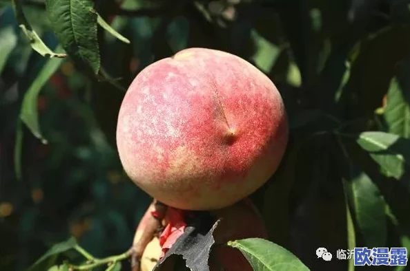 一区二区三区水蜜桃的甜美风味与种植奥秘全解析 一区二区三区水蜜桃的甜美风味与种植奥秘全解析