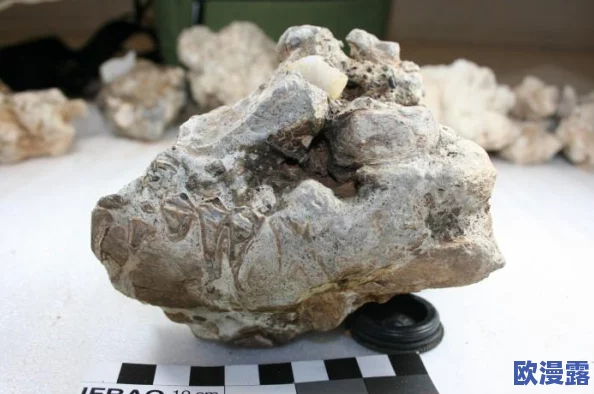 非洲人性功能强大的基因研究取得新进展，揭示遗传因素与生理特征之间的关系