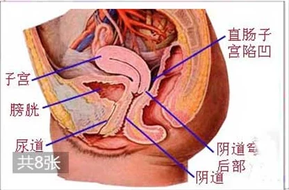 老太婆丰滿的大陰唇：對老年女性生理特徵的深入研究與社會文化影響分析