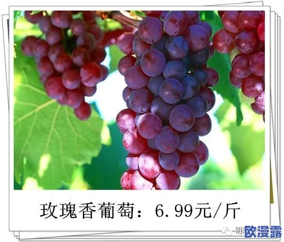 日本一产区与二产区的主要葡萄品种是什么？ 网友热议：不同地区的气候和土壤如何影响葡萄风味？