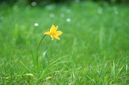 野花日本韩国视频免费8是一部聚焦于日本和韩国文化的影视作品，展示了两国独特的风景、习俗以及人们的生活方式