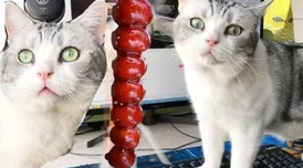 柚子猫糖心lvog免费完整版：探讨其在现代网络文化中的影响与受众反响分析
