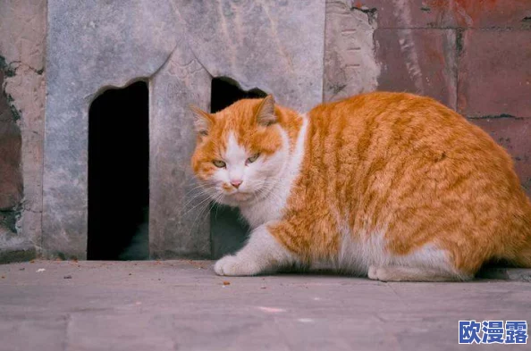 探寻Inari故乡的神秘宝藏:传奇黄猫的故事揭晓 探寻Inari故乡的神秘宝藏:传奇黄猫的故事揭晓