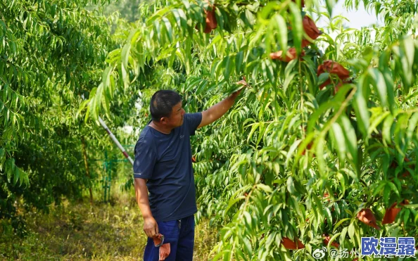 水蜜桃一区二区:新一季水蜜桃丰收在即,农民们忙碌采摘,市场需求持续攀升 水蜜桃一区二区:新一季水蜜桃丰收在即,农民们忙碌采摘,市场需求持续攀升