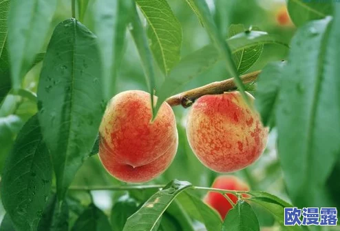 拿我的妹妹做实验2桃子移植：探讨植物组织培养技术在果树繁殖中的应用与发展研究